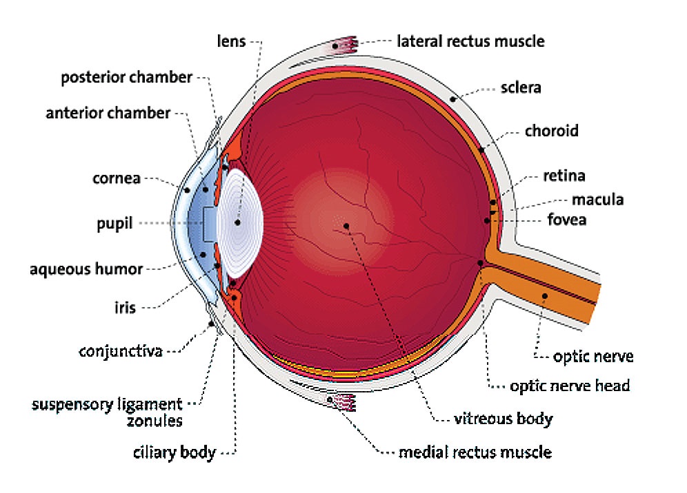 Diagram of the Eye