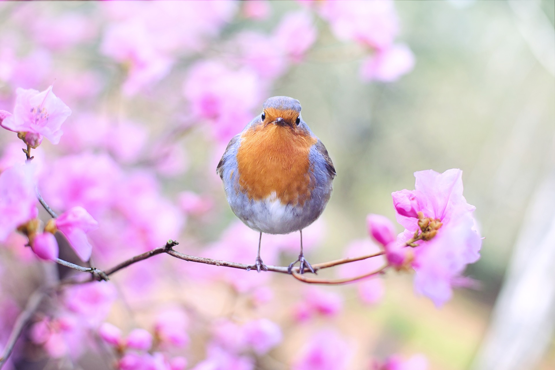 Spring Allergies and Eye Care